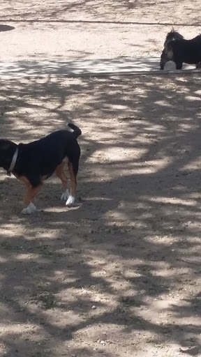 Park «Lewis Kingman Park», reviews and photos, 2201 E Andy Devine Ave, Kingman, AZ 86401, USA