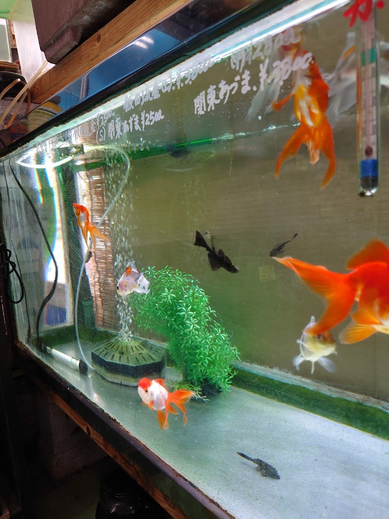 千秋苑 福岡県北九州市門司区柳町 ペットショップ ペット グルコミ