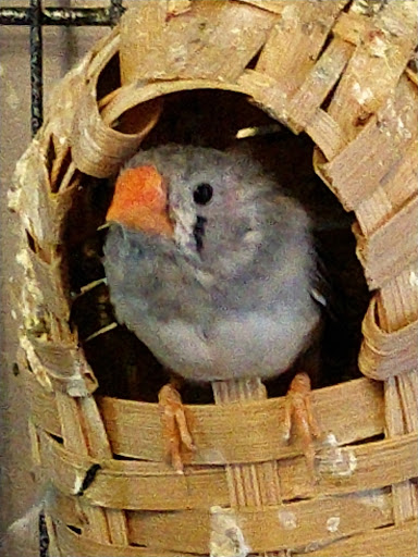 Pet Store «Plattsmouth Pets», reviews and photos, 430 Main St, Plattsmouth, NE 68048, USA