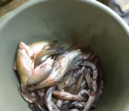 WARUNG Makan Bunda ELVI 2 photo