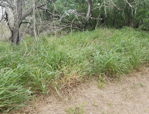 Park «Hugh Ramsey Nature Park», reviews and photos, 1000 TX-499 Loop, Harlingen, TX 78550, USA