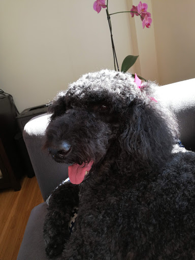 Pet Store «Bow Wow Meow», reviews and photos, 2150 Polk St, San Francisco, CA 94109, USA