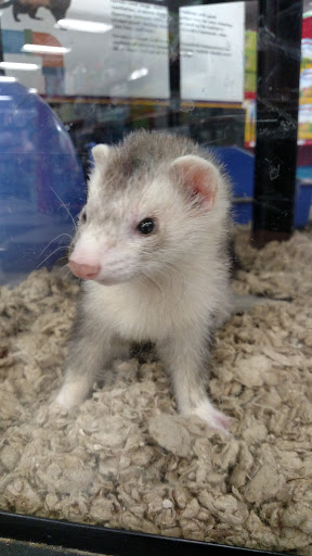 Pet Supply Store «Petco Animal Supplies», reviews and photos, 975 NW Gilman Blvd E, Issaquah, WA 98027, USA