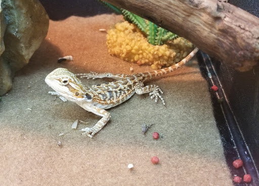 Pet Supply Store «PetSmart», reviews and photos, 1819 NE Pine Island Rd, Cape Coral, FL 33909, USA