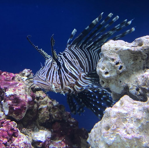 Pet Store «Oak Park Natural Pet & Fish», reviews and photos, 23 N Harlem Ave, Oak Park, IL 60302, USA