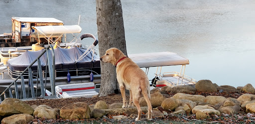 RV Park «Bluewater Resort and RV Campground», reviews and photos, 220 Bluewater Campground Rd, Dayton, TN 37321, USA