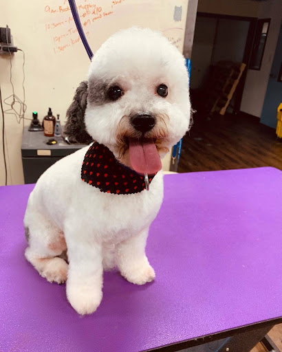 Pet Groomer «U Dirty Dog», reviews and photos, 232 Stevens Entry, Peachtree City, GA 30269, USA