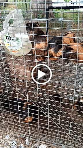 Flea Market «Parkland Flea Market & Restaurant», reviews and photos, 4994 Murfreesboro Rd, Lebanon, TN 37090, USA