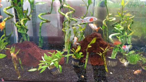 Pet Supply Store «Petco Animal Supplies», reviews and photos, 6672 Lonetree Blvd, Rocklin, CA 95765, USA