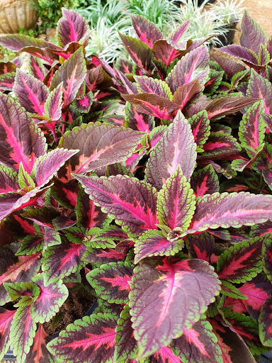 Landscaper «Wilson Landscape Nursery and Florist», reviews and photos, 14650 Bandera Rd, Helotes, TX 78023, USA