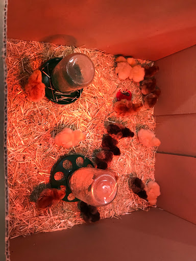 Home Improvement Store «Los Altos True Value Hardware», reviews and photos, 441 1st St, Los Altos, CA 94022, USA