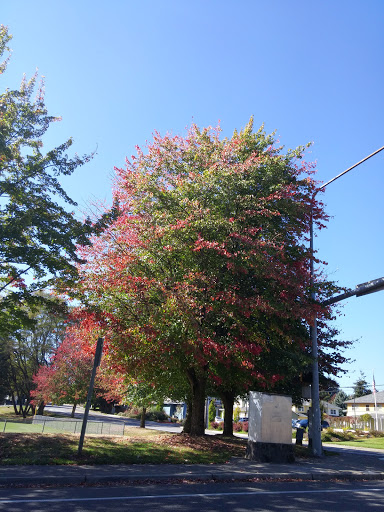 Park «132nd Square Park», reviews and photos, 13159 132nd Ave NE, Kirkland, WA 98034, USA