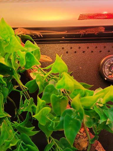 Pet Supply Store «PetSmart», reviews and photos, 4749 Valley View Blvd NW, Roanoke, VA 24012, USA