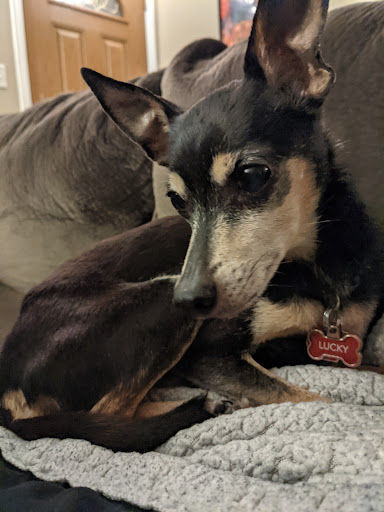 Pet Supply Store «PetSmart», reviews and photos, 162 S Gary Ave, Bloomingdale, IL 60108, USA