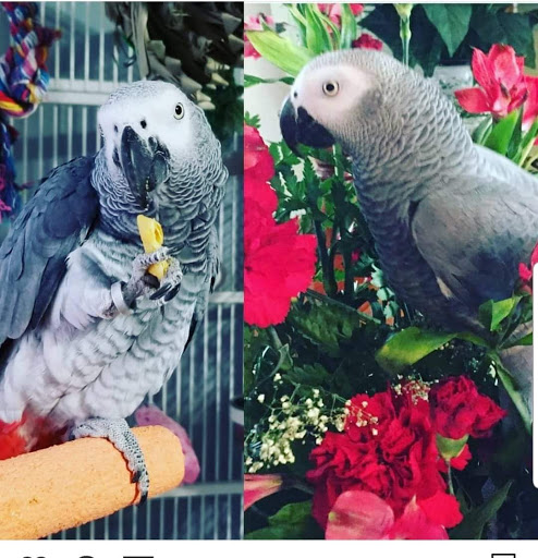 Pet Store «Just Pets», reviews and photos, 393 NY-5, Irving, NY 14081, USA