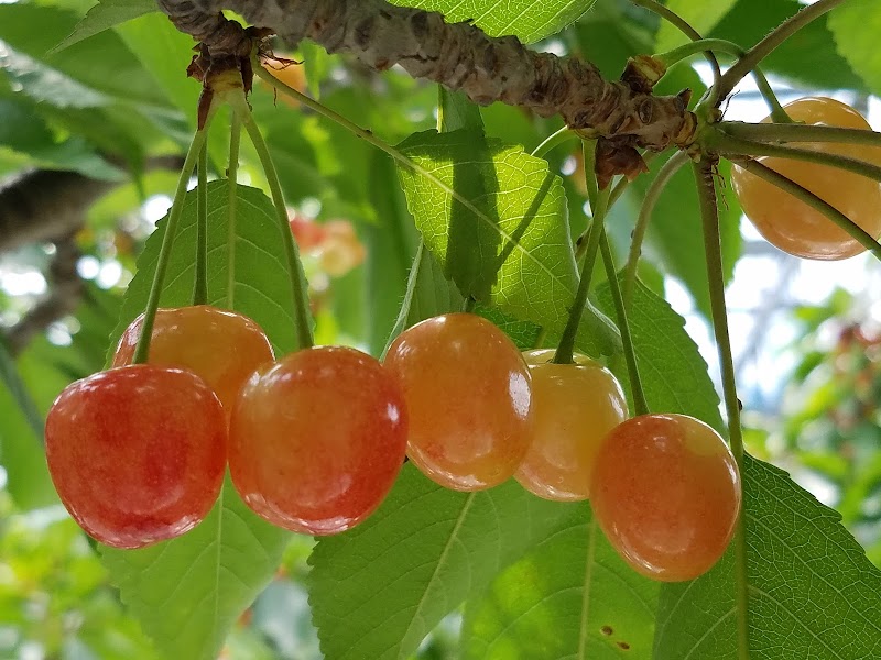 チェリー松井園