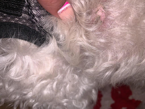 Pet Groomer «Woof Gang Bakery & Grooming Lake Nona - Retail, Grooming», reviews and photos, 10743 Narcoossee Rd, Orlando, FL 32832, USA