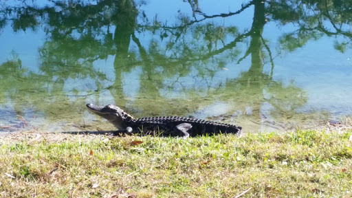 Public Golf Course «Pebble Creek Golf Club - Award Winning Tampa Golf Courses», reviews and photos, 10550 Regents Park Dr, Tampa, FL 33647, USA