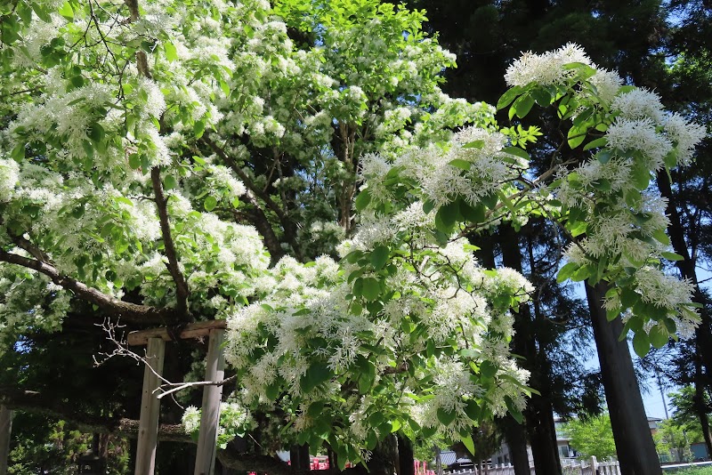 白山神社のハナノキ及びヒトツバタゴ