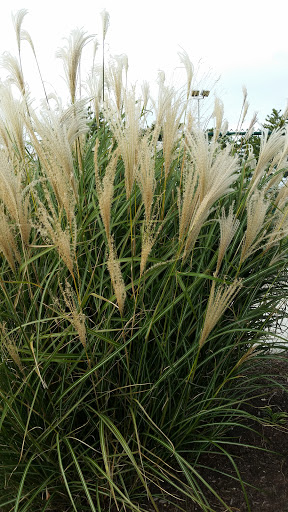 Park «Albert I. Allen Memorial Park», reviews and photos, 2200 Delware Ave, North Wildwood, NJ 08260, USA