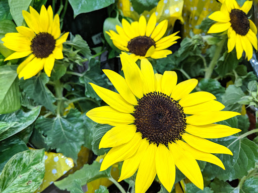 Grocery Store «Food Lion», reviews and photos, 1045 N Fraser St, Georgetown, SC 29440, USA