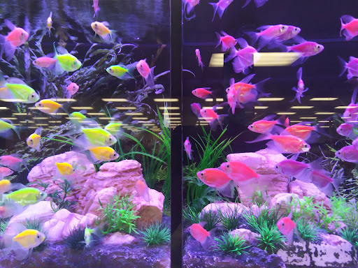 Pet Supply Store «Petco Animal Supplies», reviews and photos, 1425 N Montebello Blvd, Montebello, CA 90640, USA