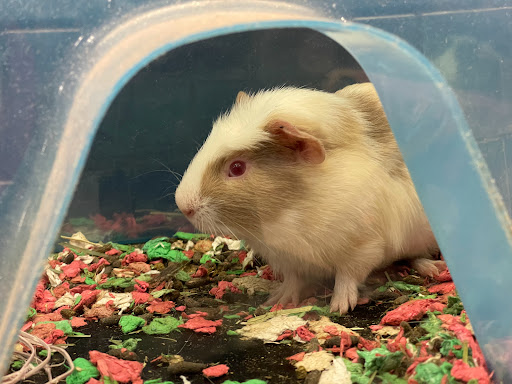 Pet Supply Store «PetSmart», reviews and photos, 288 12th Ave, Hanford, CA 93230, USA