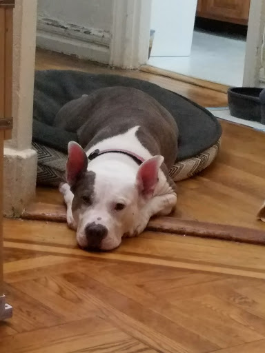 Pet Supply Store «PetSmart», reviews and photos, 2458 Central Park Ave, Yonkers, NY 10710, USA