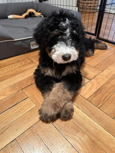 Photo of Binghamton Bernedoodles