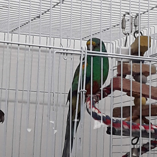 Pet Store «Pets Plus-Reptiles & Exotic», reviews and photos, 421 West Ave, Lockport, NY 14094, USA