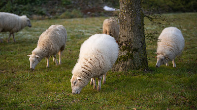 Des Moutons à l'Horizon - Eco Pâturage en Vendée à Bellevigny
