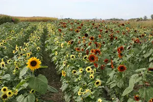 Tuttle Orchards image