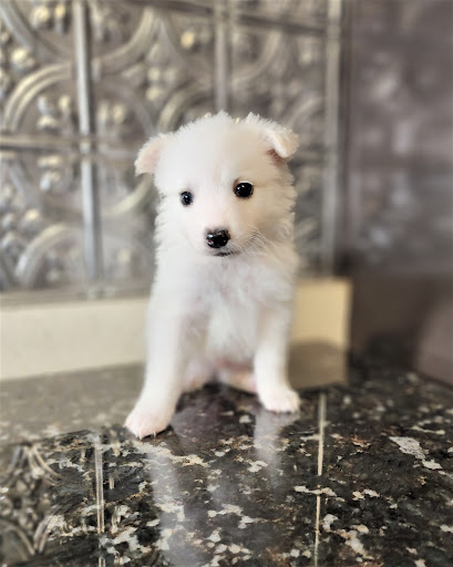 Banker s American Eskimo Puppies
