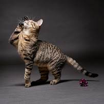 Willow Street Pictures - Photo 6 - Car repair in West Lawn, PA, Reading