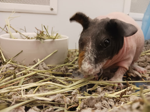 Pet Supply Store «Petco Animal Supplies», reviews and photos, 1815 Newport Blvd b, Costa Mesa, CA 92627, USA