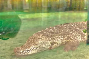 Крокодилова ферма image