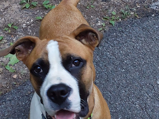 National Forest «Land Between the Lakes National Recreation Area», reviews and photos, 238 Visitor Center Dr, Golden Pond, KY 42211, USA