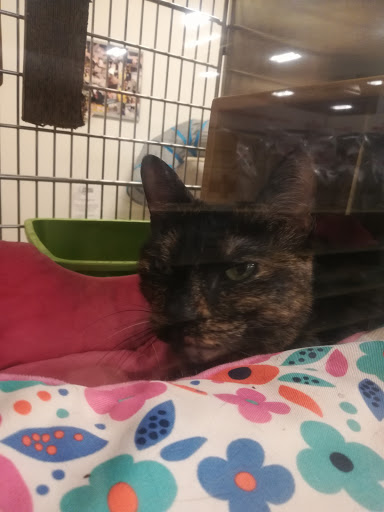 Pet Supply Store «PetSmart», reviews and photos, 525 Connecticut Ave, Norwalk, CT 06854, USA