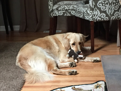 Pet Store «PetSaver Healthy Pet Superstore (Brighton Location)», reviews and photos, 2947 Monroe Ave, Rochester, NY 14618, USA