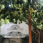 Photo n°15 de l'avis de Faezeh.a fait le 16/02/2018 à 14:01 sur le  Da Paolino à Capri