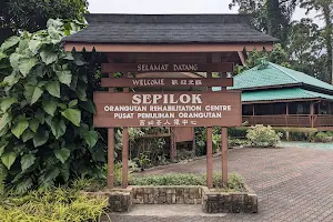 Sepilok (Orang Utan Sanctuary) image