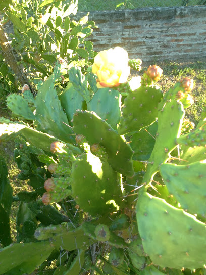 Vivero de Cactus Blumen