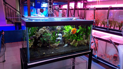 Rizki Aquarium