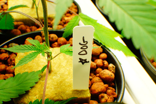 Homeopathic Pharmacy «Kind Pain Management Inc.», reviews and photos, 2636 Youngfield St, Lakewood, CO 80215, USA