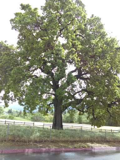 Live Music Venue «Concord Pavilion», reviews and photos, 2000 Kirker Pass Rd, Concord, CA 94521, USA