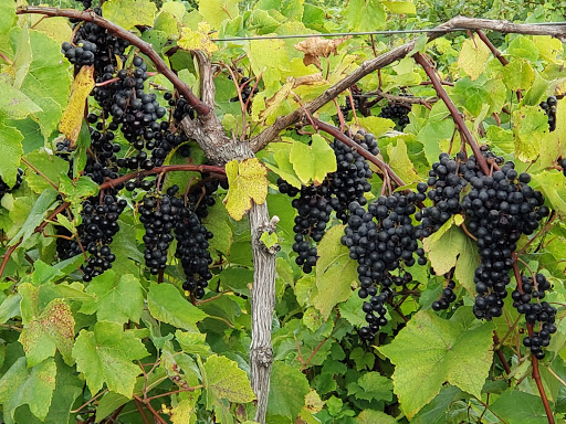 Winery «Round Barn Winery, Distillery & Brewery», reviews and photos, 10983 Hills Rd, Baroda, MI 49101, USA