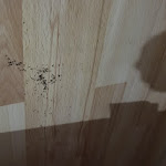 Photo n°4 de l'avis de gepardcheester. fait le 30/01/2024 à 19:02 sur le  Hotel Alexis Roma Termini à Rome