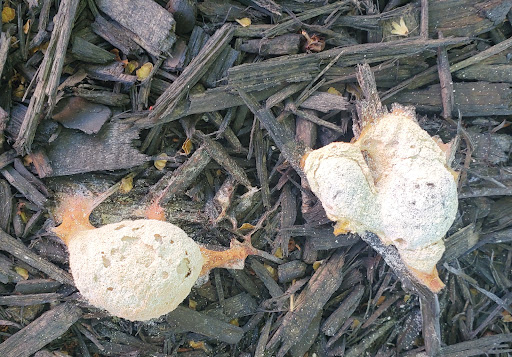 Fast Food Restaurant «Chick-fil-A», reviews and photos, 2005 Old Fort Pkwy, Murfreesboro, TN 37129, USA