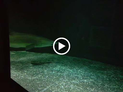 Aquarium «Marine Mammal Pavilion», reviews and photos, Pier 4, Baltimore, MD 21202, USA