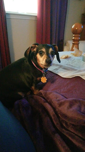 Pet Supply Store «PetSmart», reviews and photos, 7616 Denton Hwy #532, Watauga, TX 76148, USA